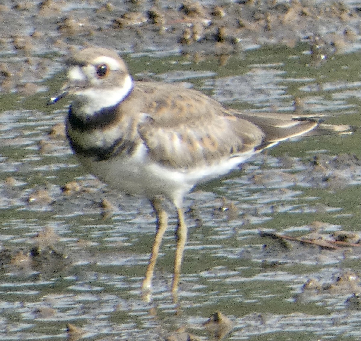 Killdeer - ML361956381