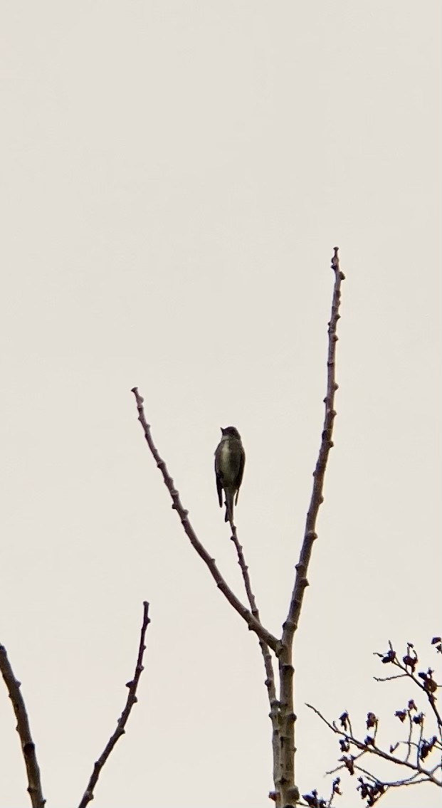 Olive-sided Flycatcher - ML361956451