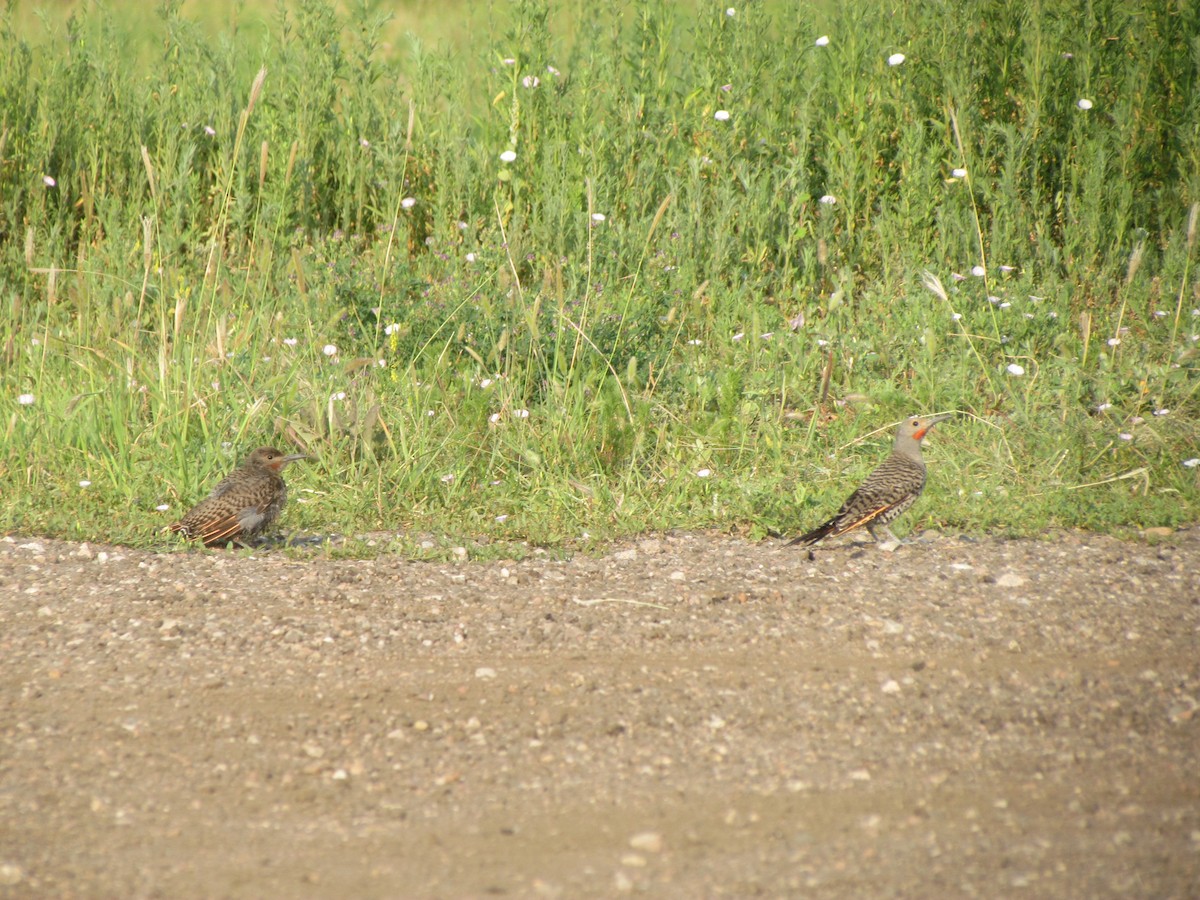 Northern Flicker - ML361956991
