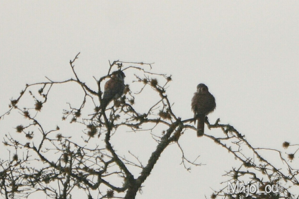 American Kestrel - ML36195701