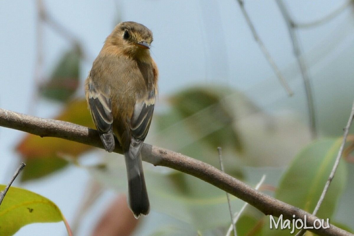 Buff-breasted Flycatcher - ML36195771