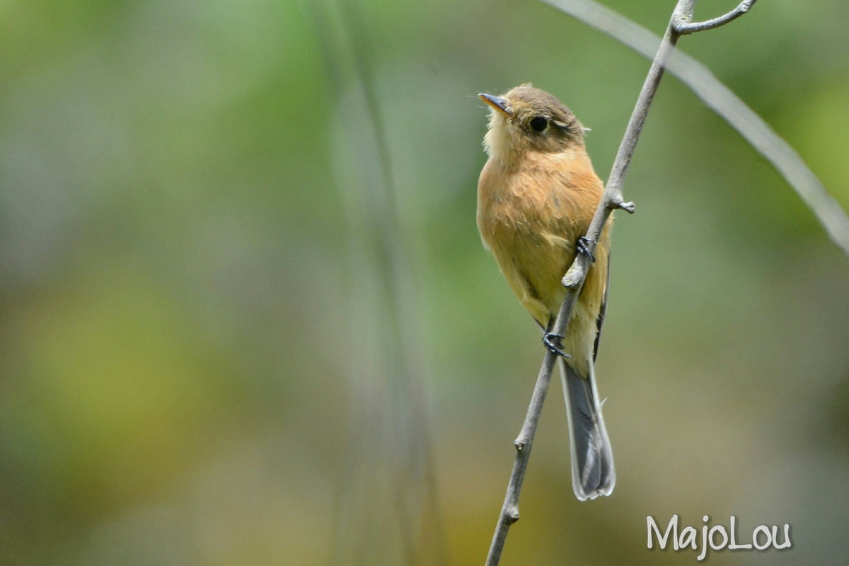 Buff-breasted Flycatcher - Maria Jose Lou