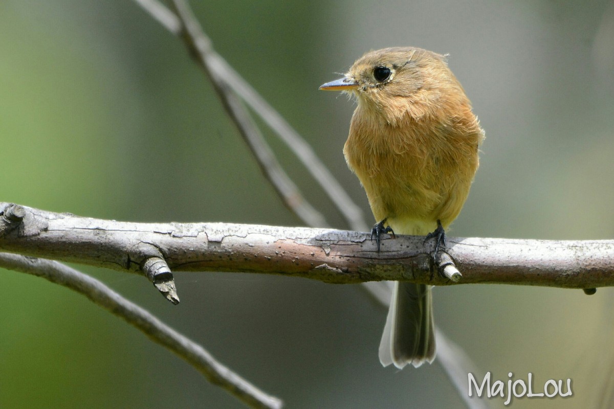 Buff-breasted Flycatcher - ML36195811