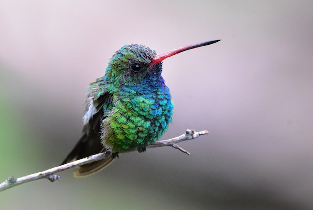 Field Identification - Broad-billed Hummingbird - Cynanthus