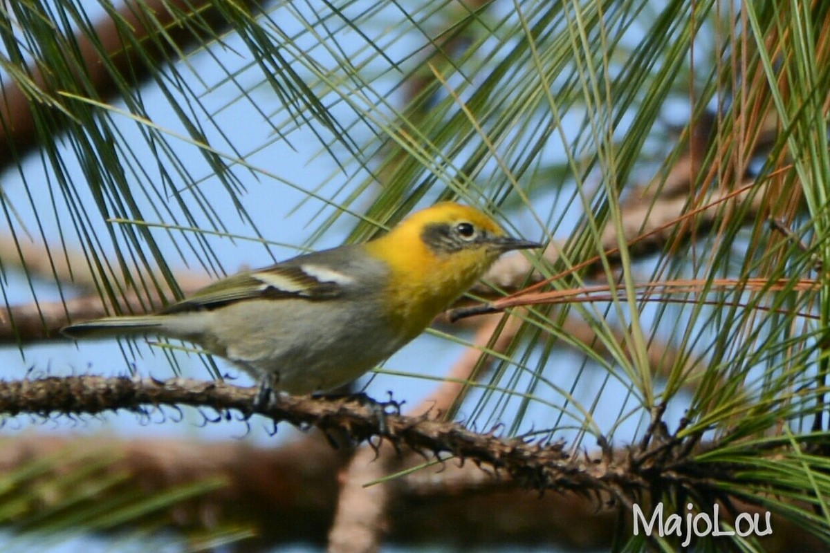 Olive Warbler - ML36195971