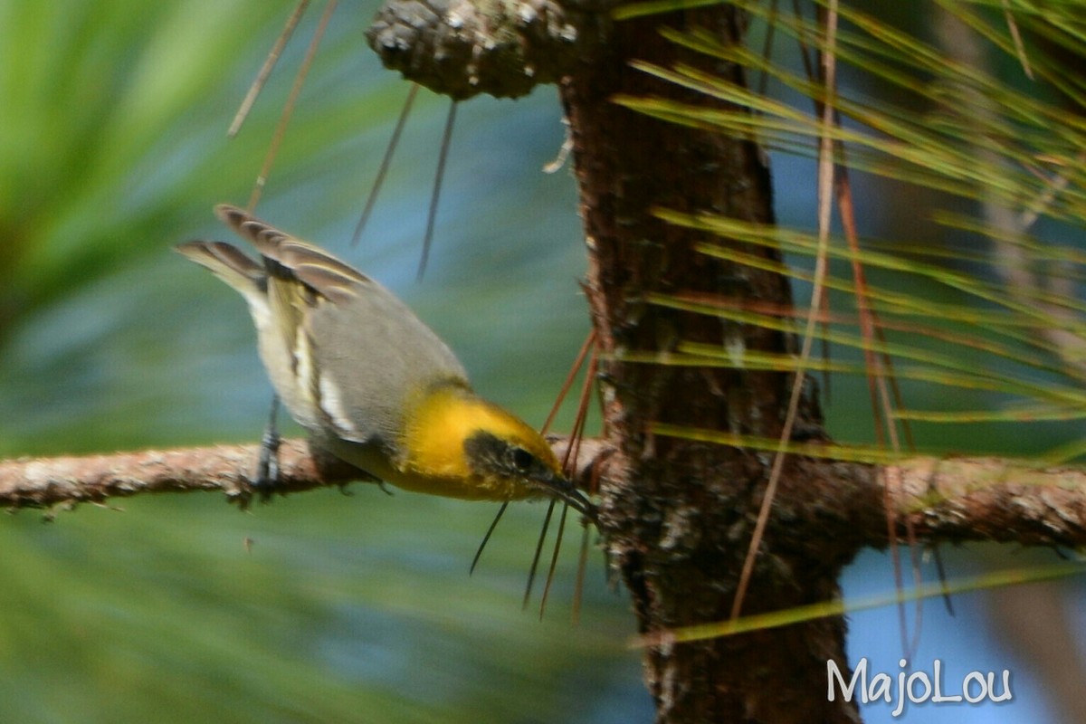 Olive Warbler - Maria Jose Lou