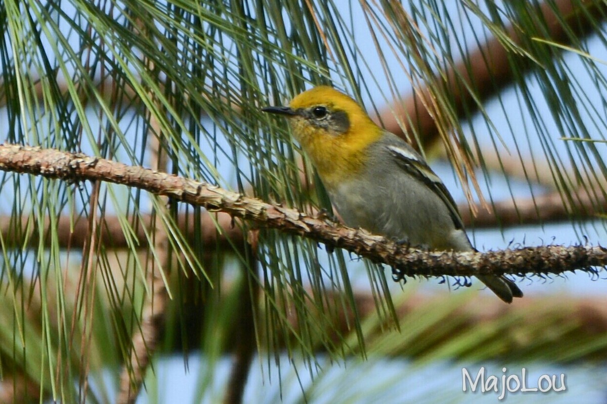 Olive Warbler - ML36196041