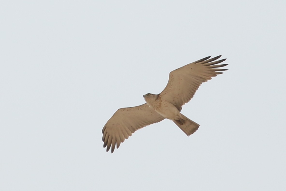 Short-toed Snake-Eagle - Alexandre Hespanhol Leitão