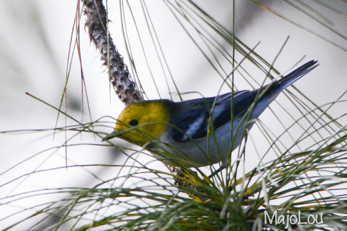 Hermit Warbler - Maria Jose Lou