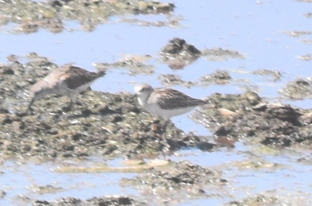 Semipalmated Sandpiper - ML361961631