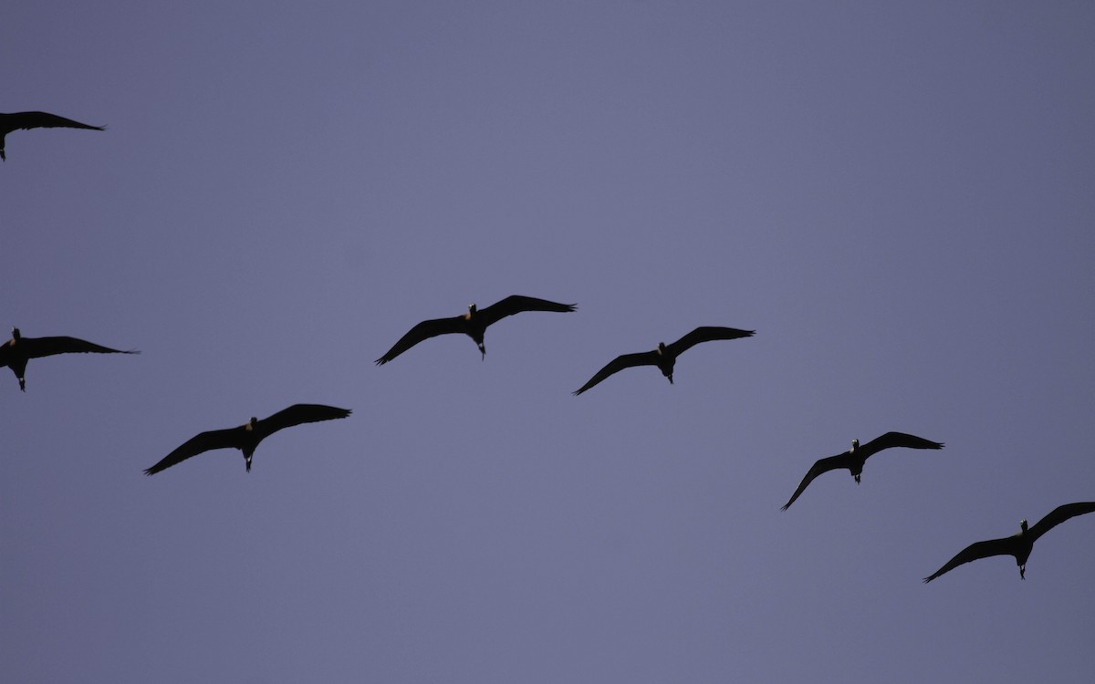 Glossy Ibis - ML361961711