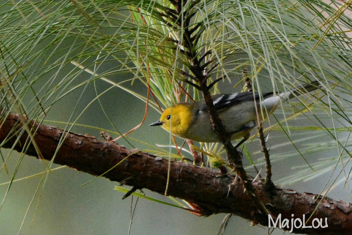 Hermit Warbler - ML36196181