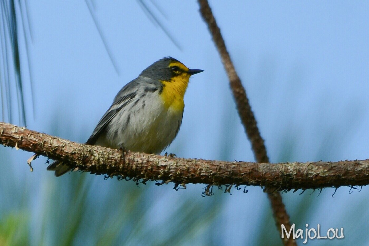 Grace's Warbler - ML36196191