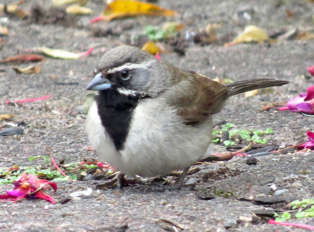 Black-throated Sparrow - ML361962621