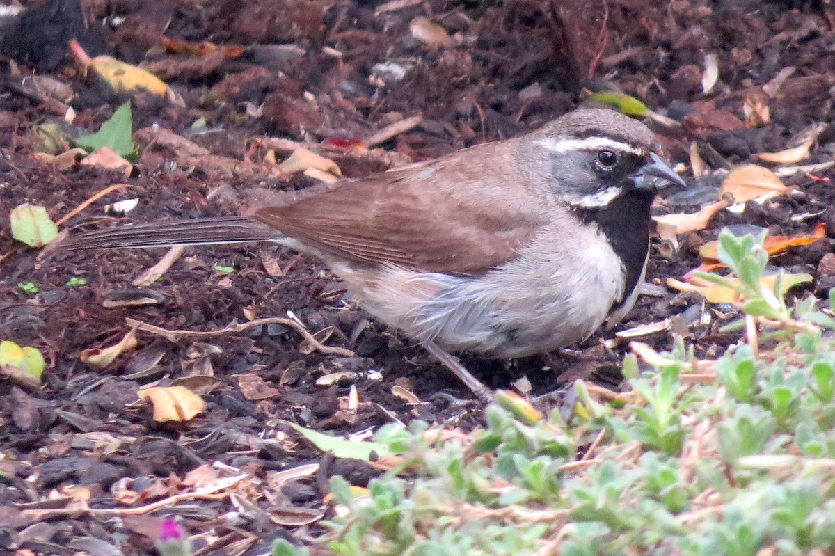 Black-throated Sparrow - ML361962651
