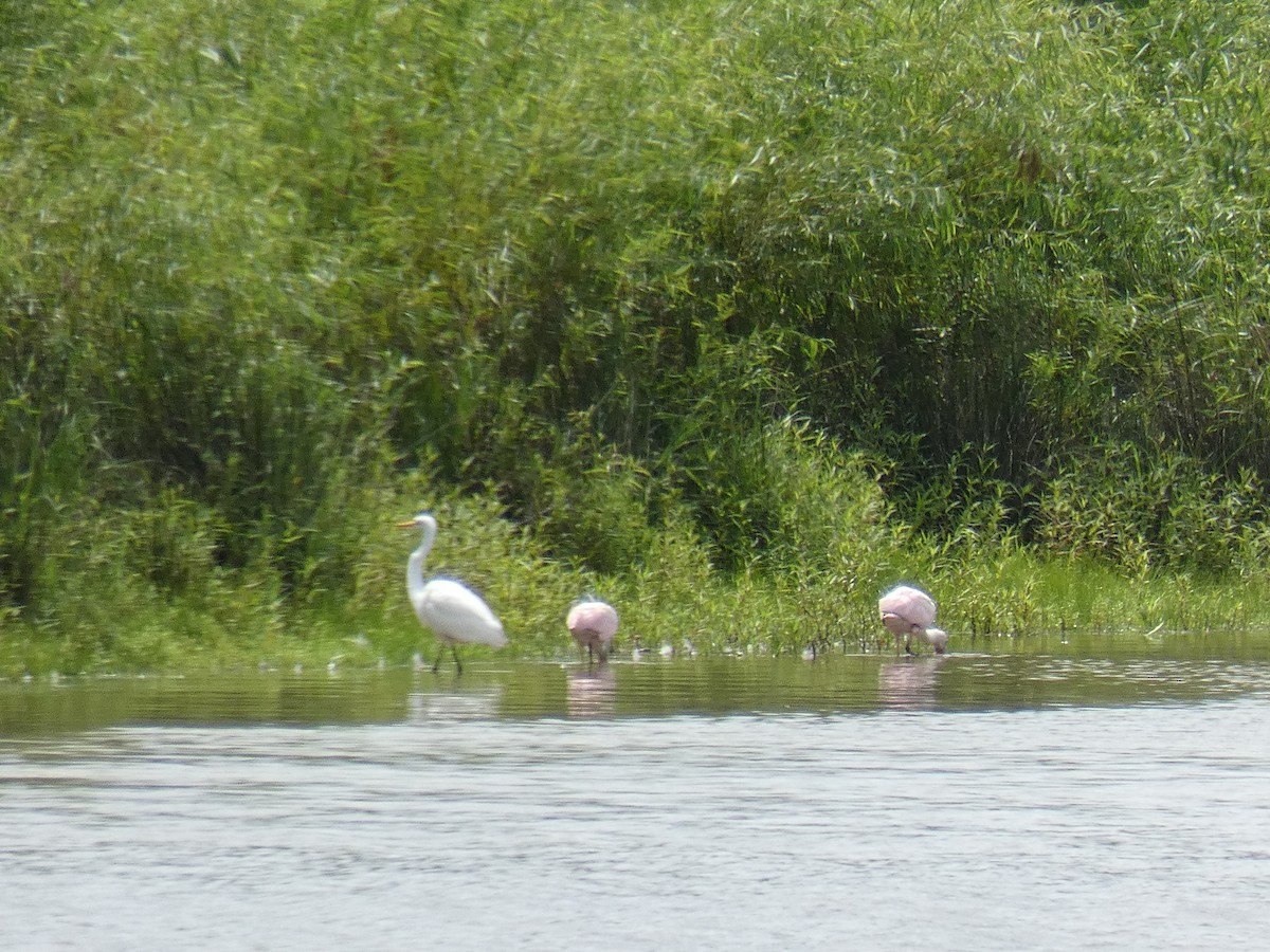 Roseate Spoonbill - ML361962911