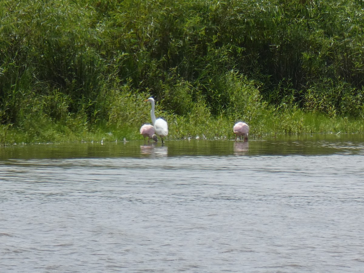 Roseate Spoonbill - ML361963051