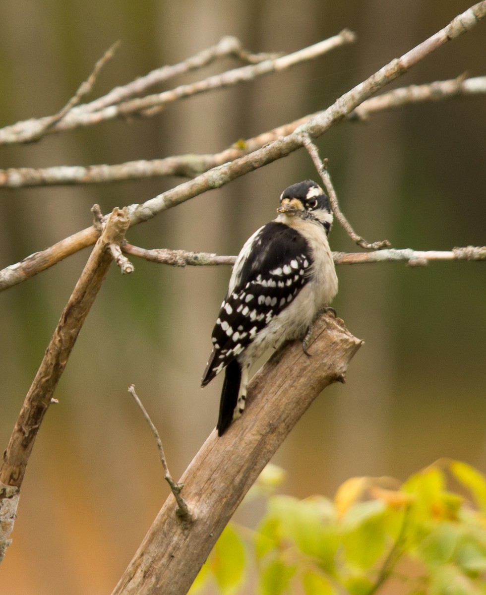 Downy Woodpecker - ML36196311