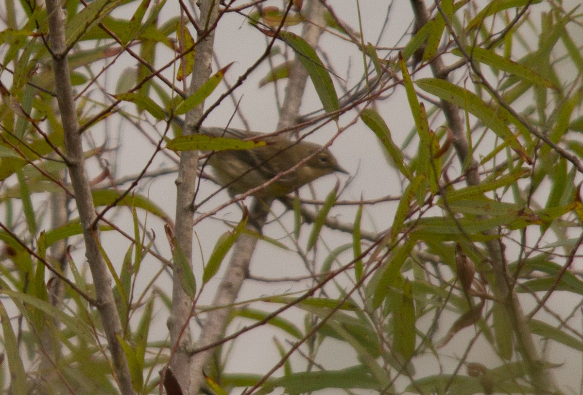 Yellow-rumped Warbler (Myrtle) - ML36196351