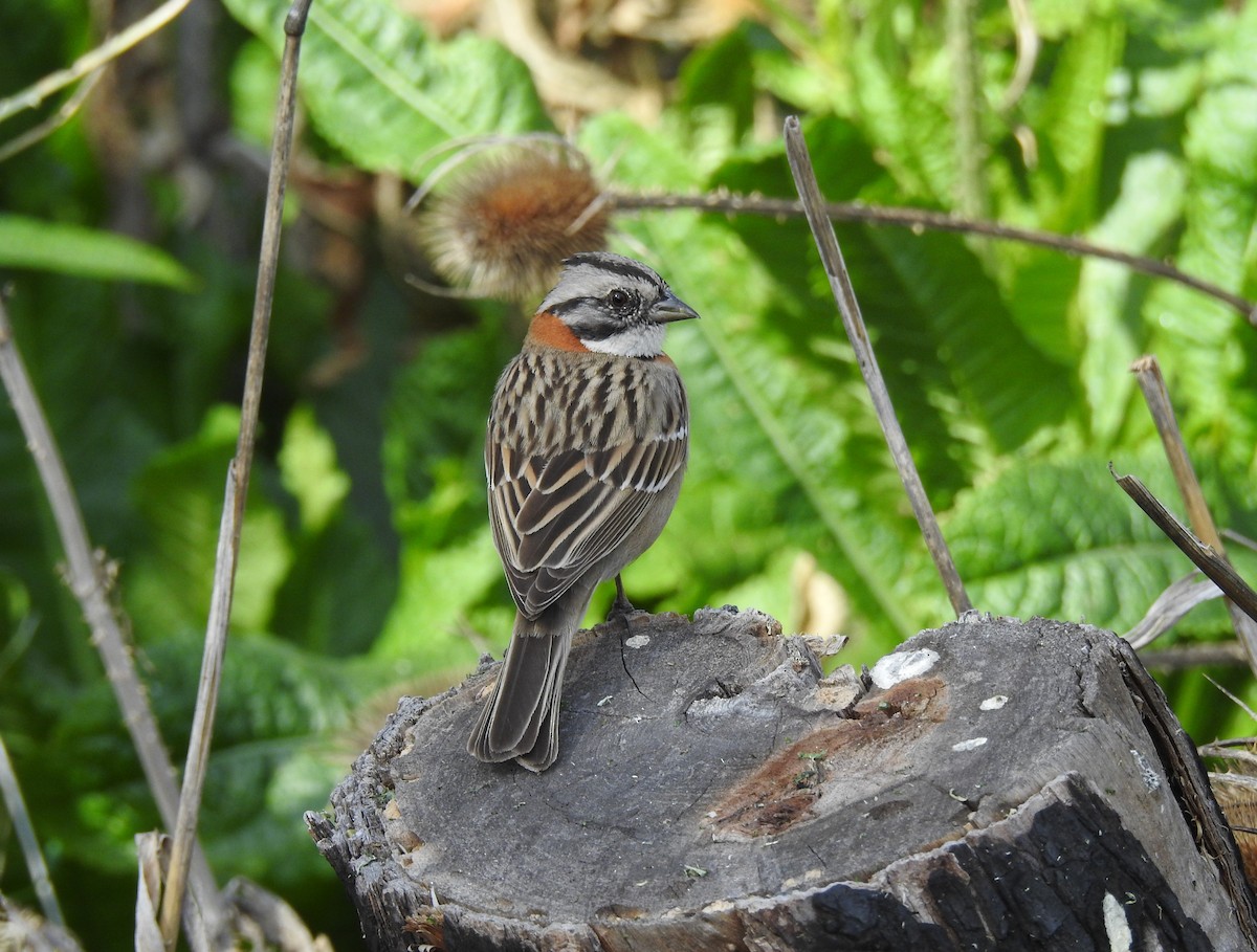 Rufous-collared Sparrow - ML361964241