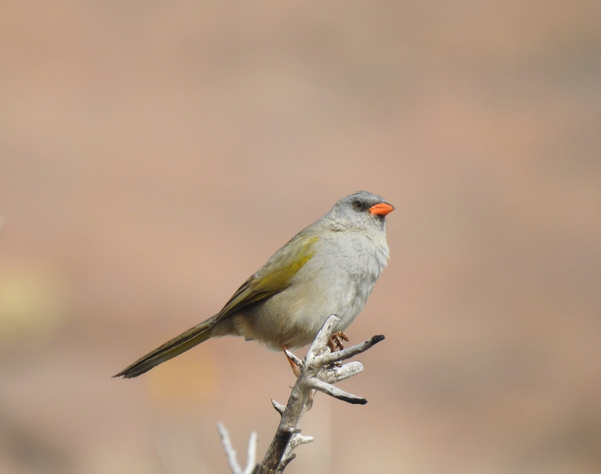 Great Pampa-Finch - ML361964331