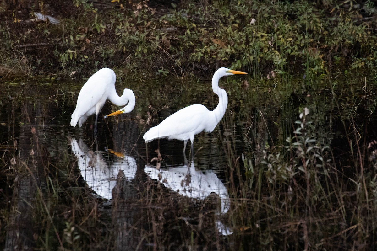 Great Egret - ML361969671