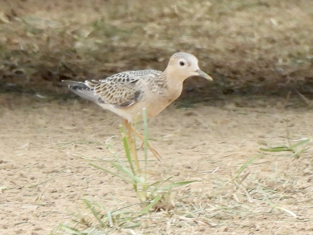 Buff-breasted Sandpiper - ML361972031