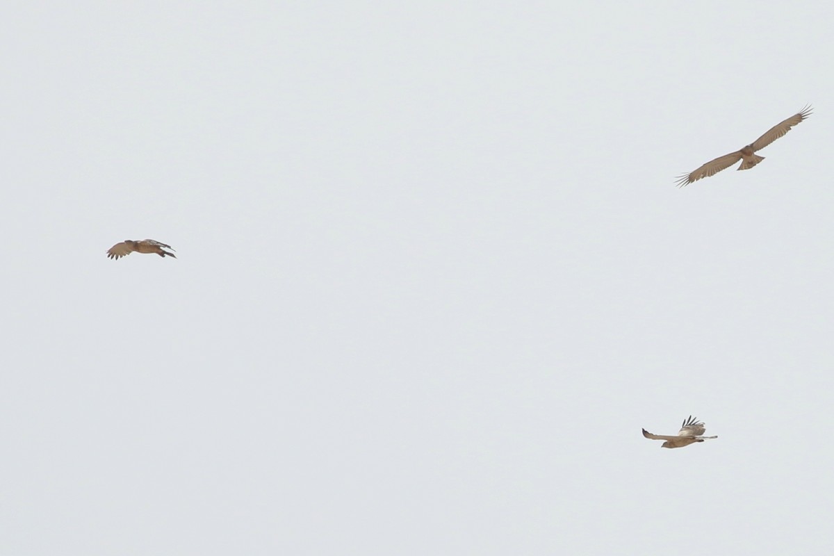 Short-toed Snake-Eagle - ML361972101