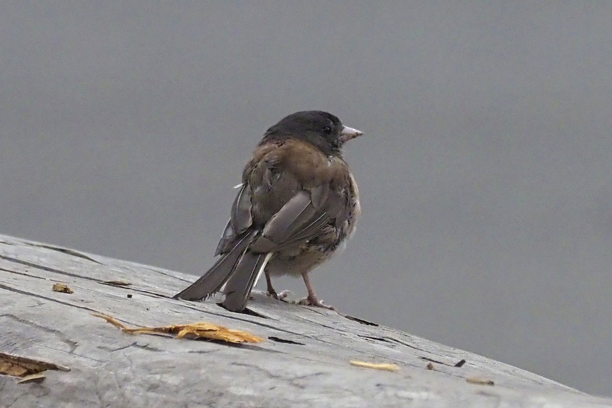 Dark-eyed Junco (Oregon) - ML361972371