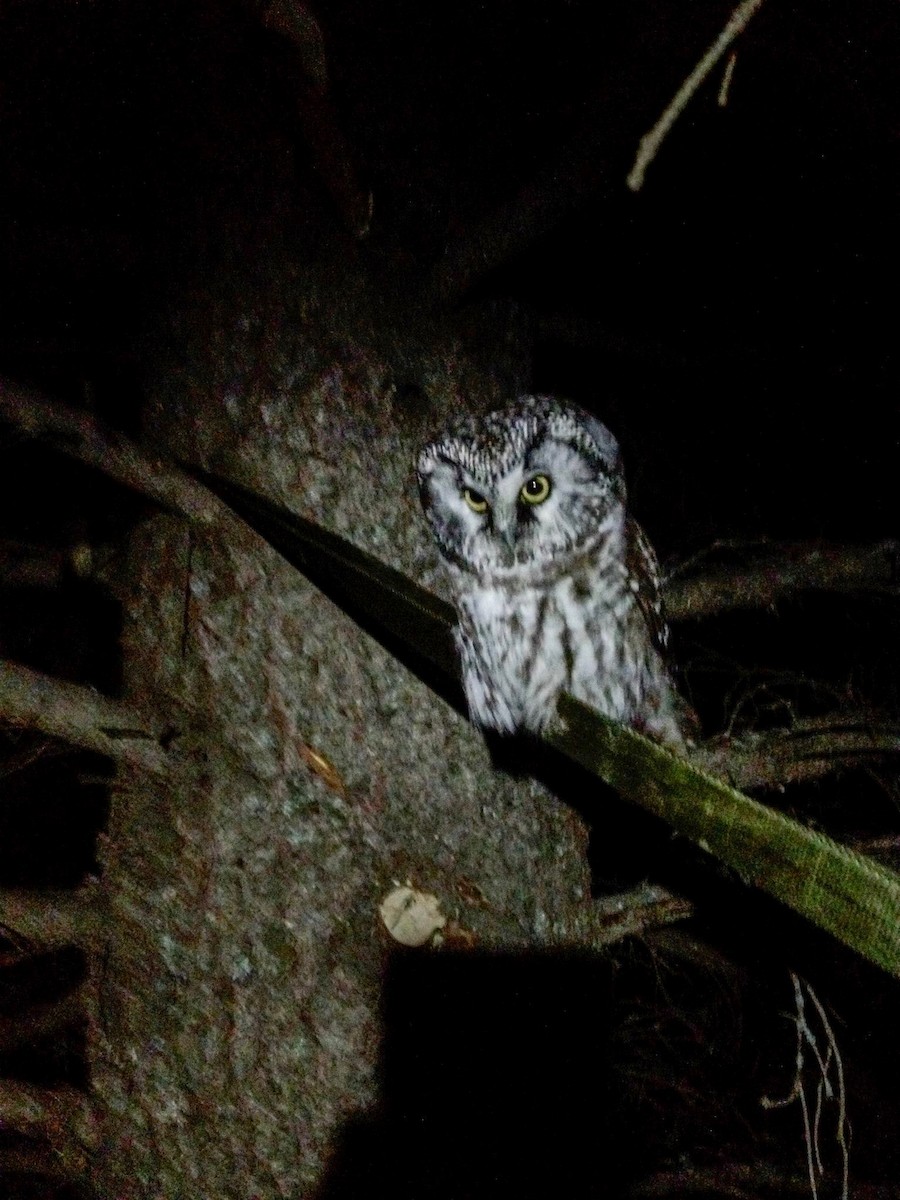 Boreal Owl - ML36197311