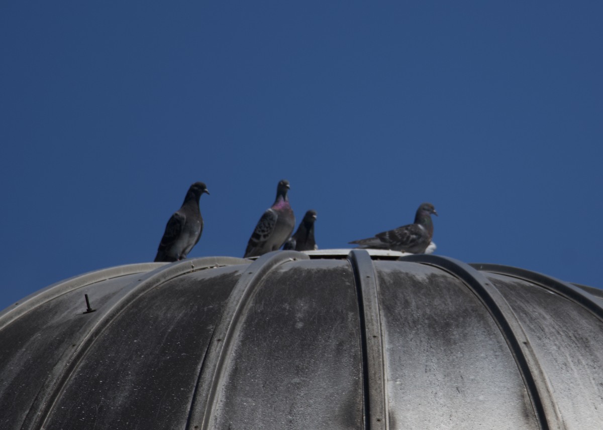 Rock Pigeon (Feral Pigeon) - Kanayo Rolle