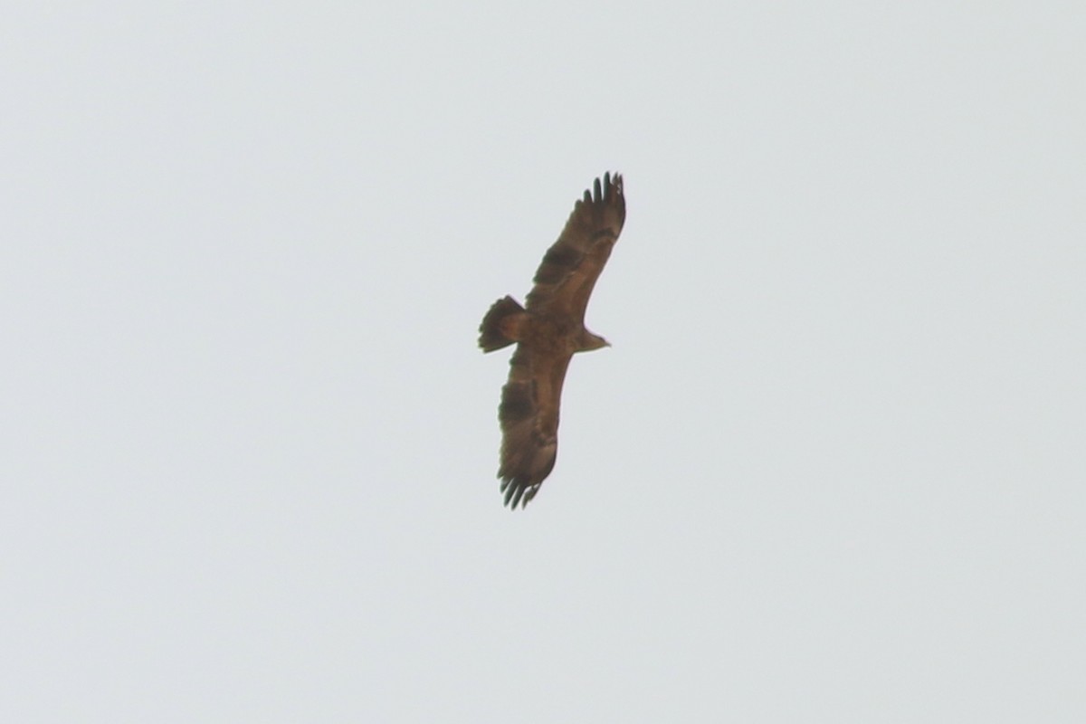 Lesser Spotted Eagle - ML361973631