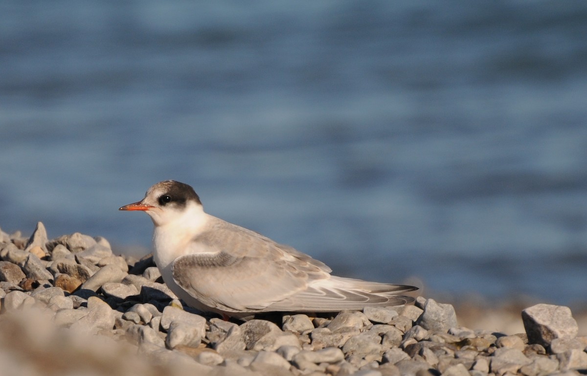 Arctic Tern - PC Smith