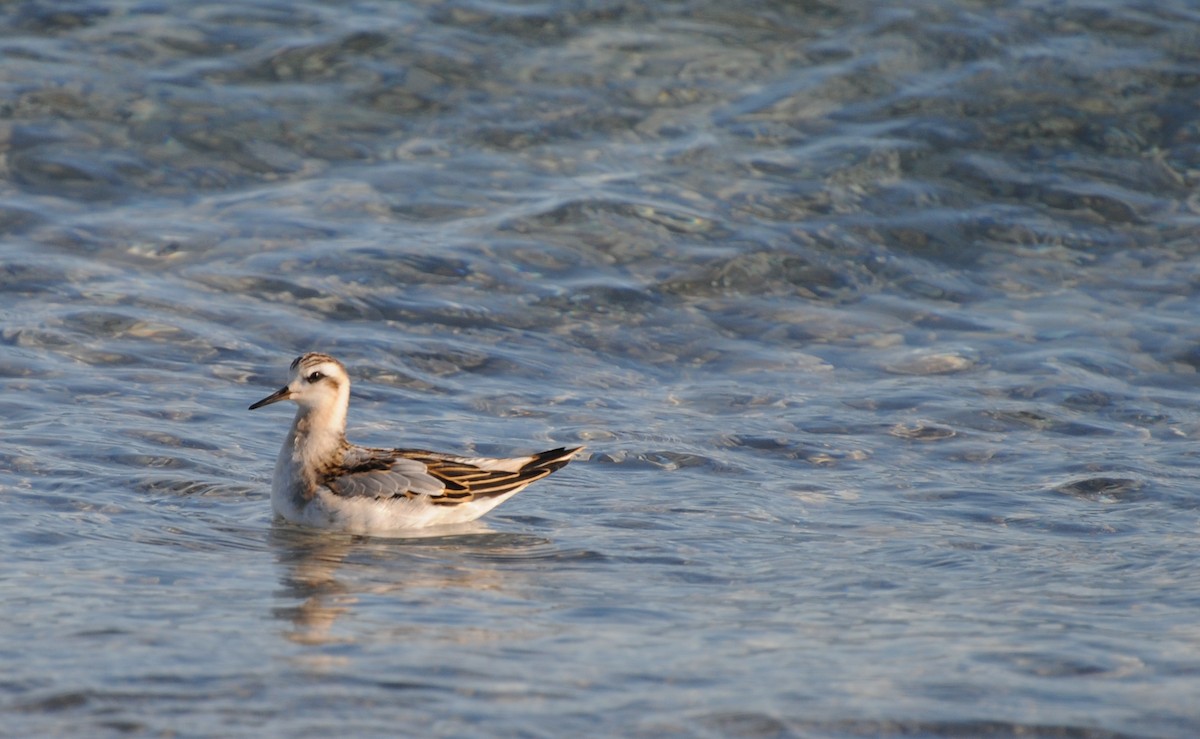 polarsvømmesnipe - ML36197511