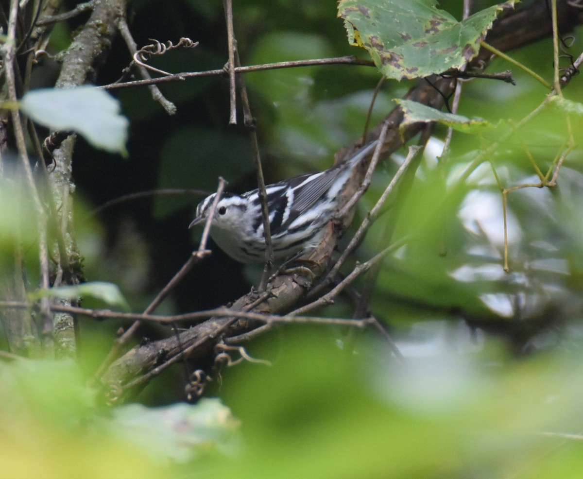 Black-and-white Warbler - ML361975161