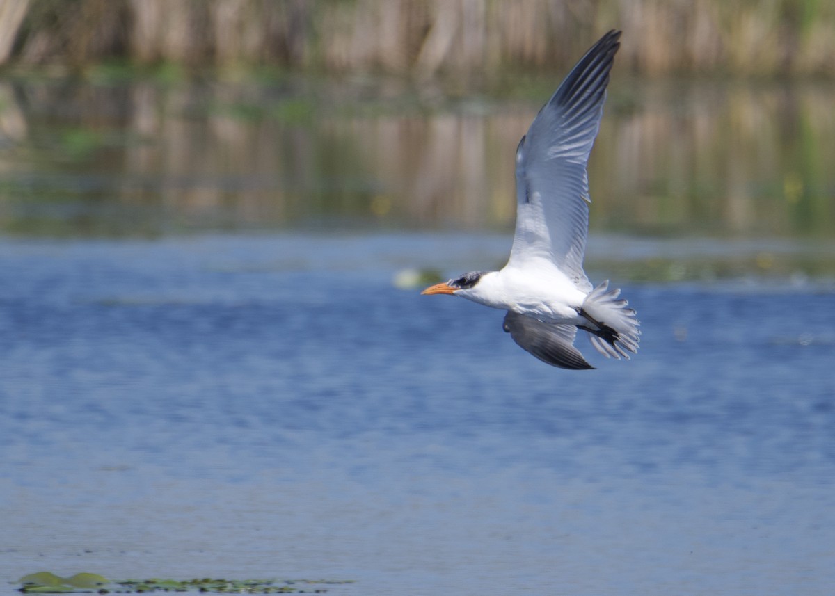 Caspian Tern - ML361975511