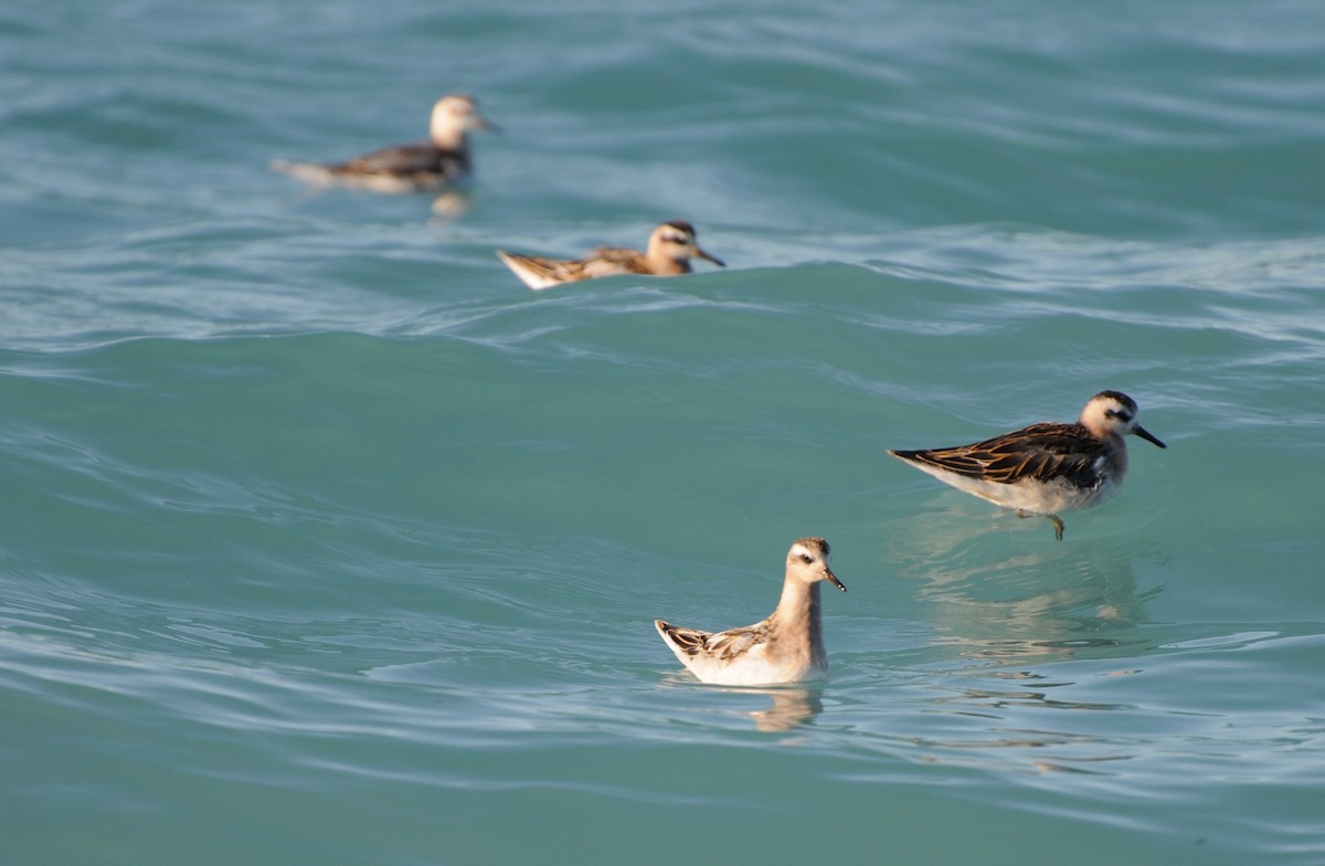 Red Phalarope - ML36197621