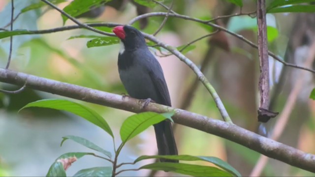 Slate-colored Grosbeak - ML361976371