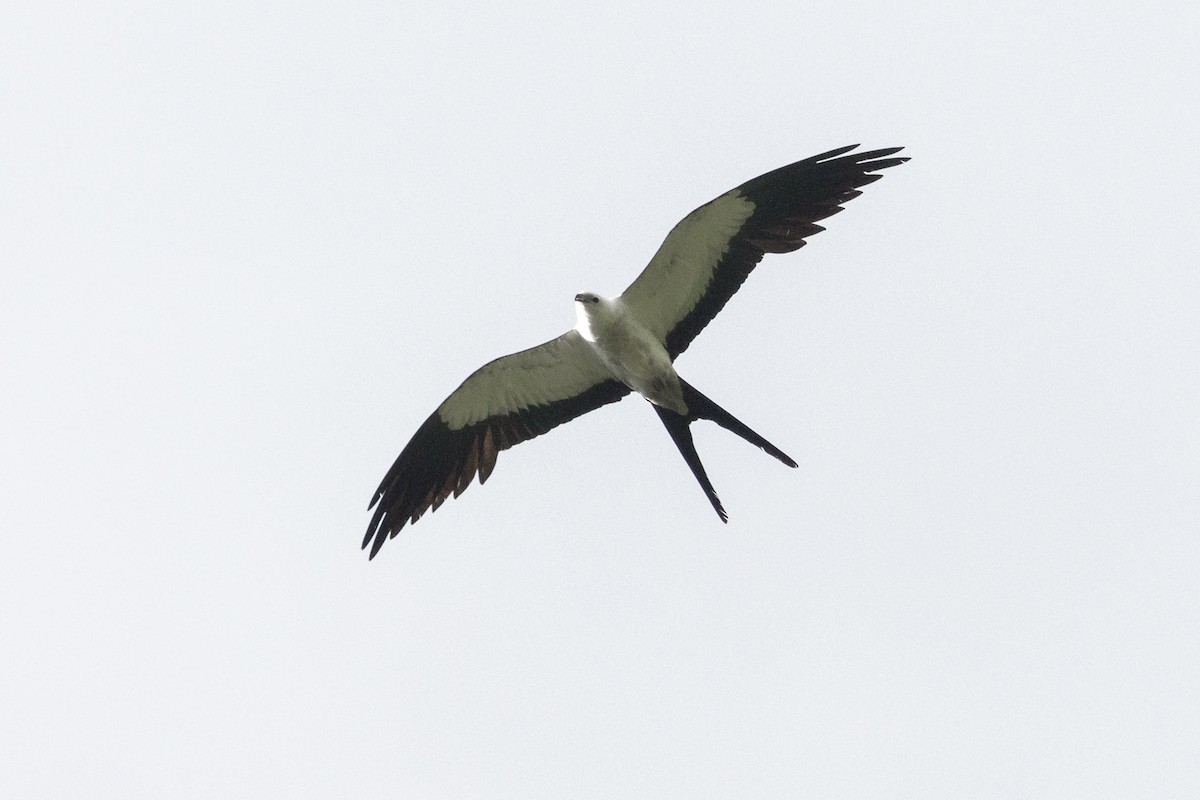 Swallow-tailed Kite - ML361976641