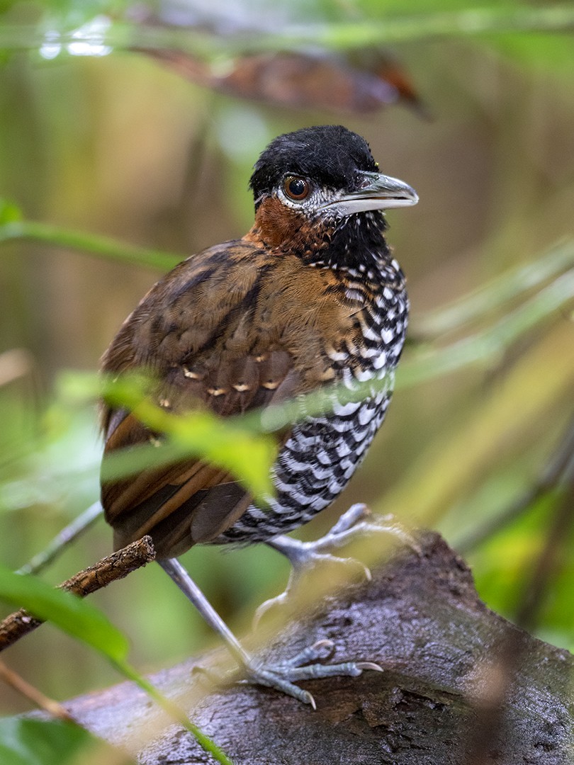 Black-crowned Antpitta - ML361976721