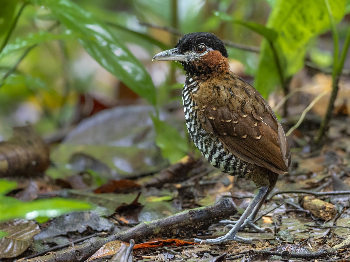 Black-crowned Antpitta - Andres Vasquez Noboa