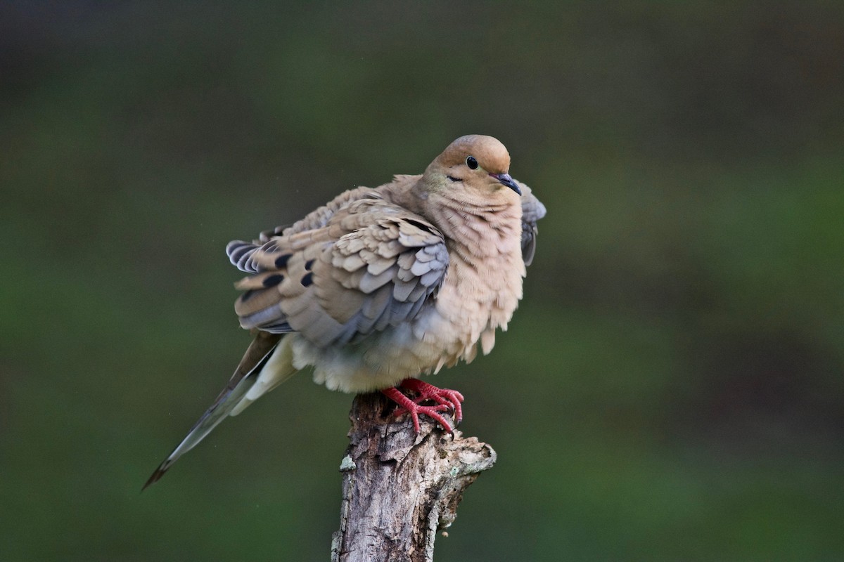 Mourning Dove - ML361977111