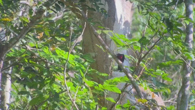 Cotinga Quérula - ML361977571