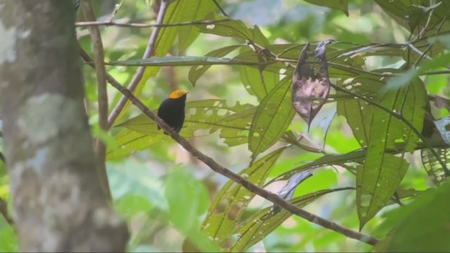 Golden-headed Manakin - ML361977791