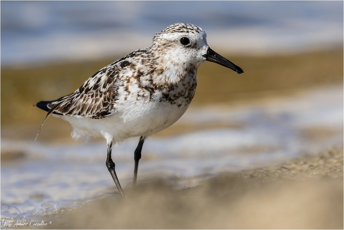 Sanderling - Manuel Amaro Carvalho