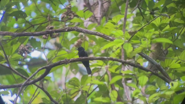 Fulvous-crested Tanager - ML361978121