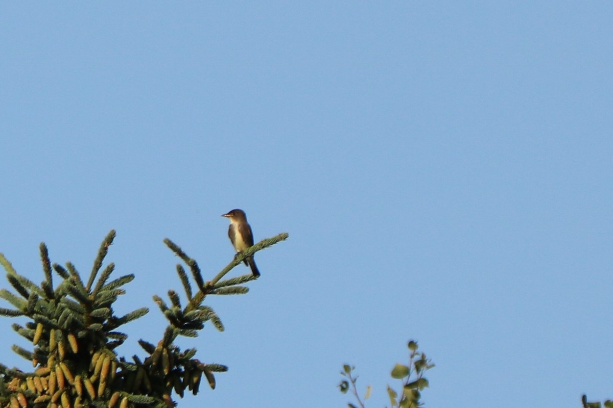 Olive-sided Flycatcher - Fred & Colleen Wood