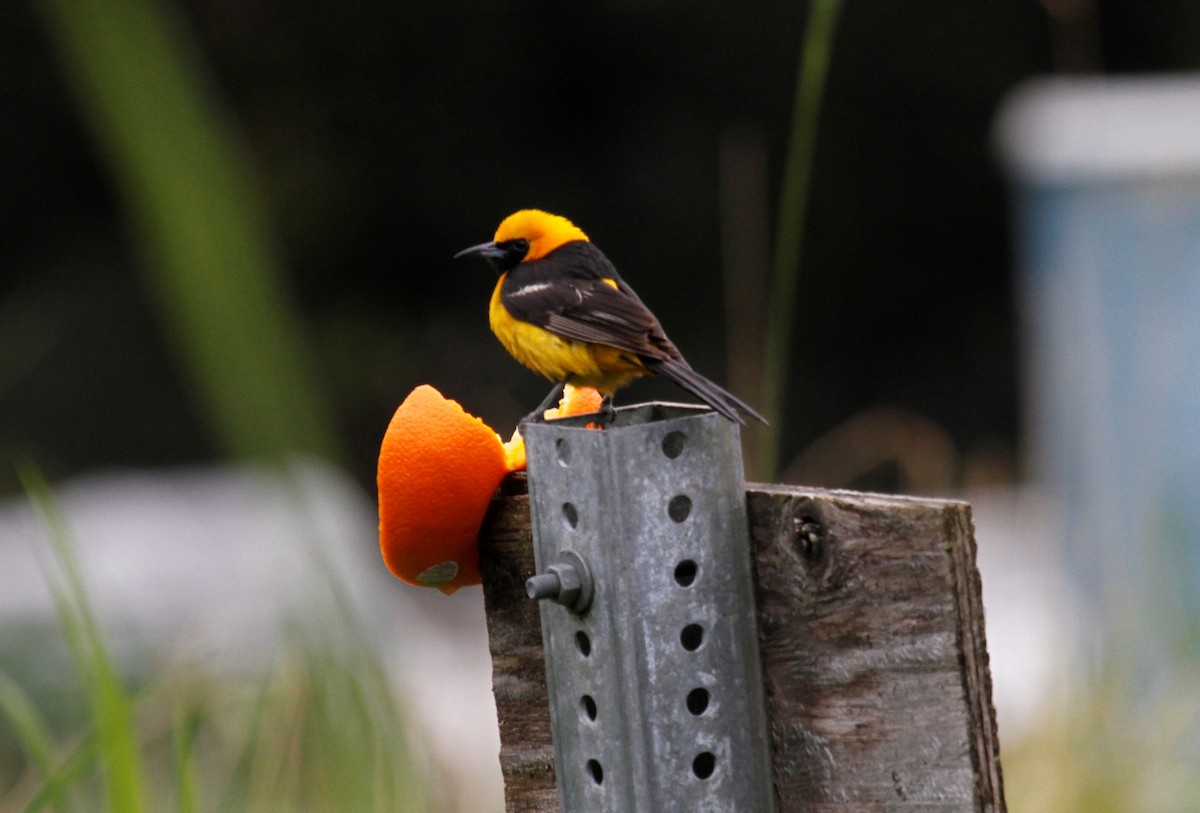 Oriole masqué - ML36198051