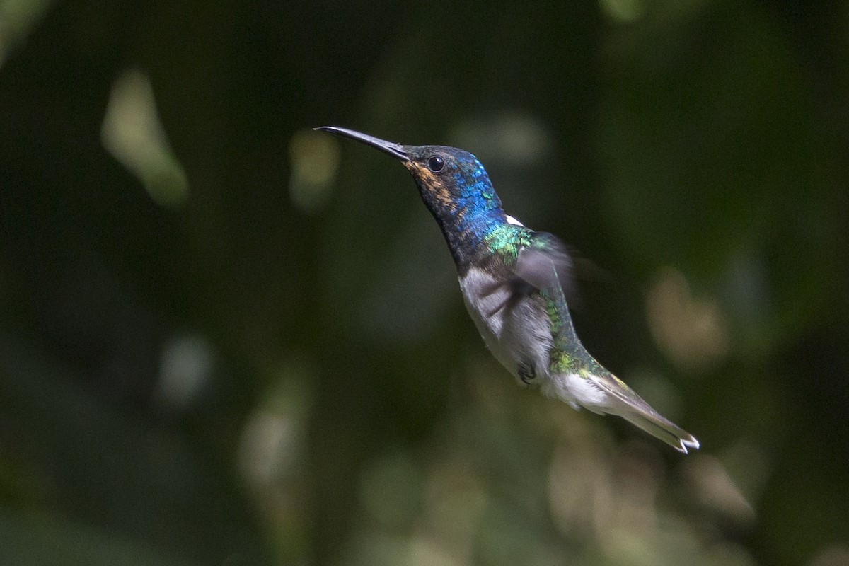 White-necked Jacobin - Oswaldo Hernández Sánchez