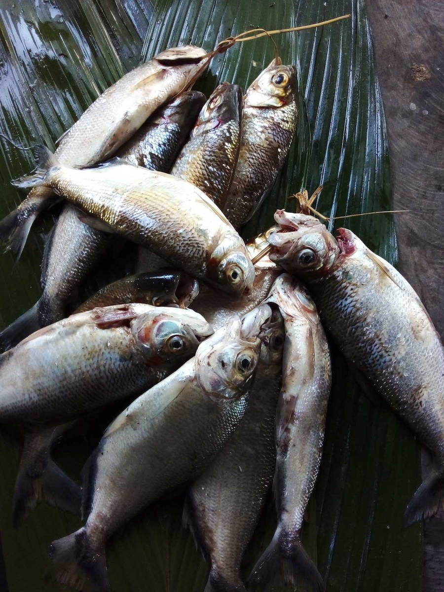 Sábalo - Comunidad Gomatan